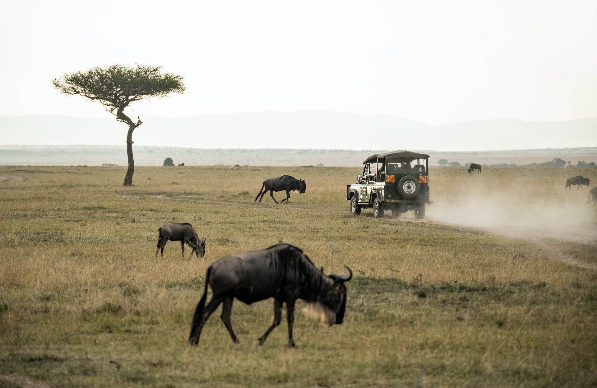 Top Places to Visit in Kenya